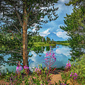 Oxbow bend in Color