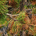 Summer forest